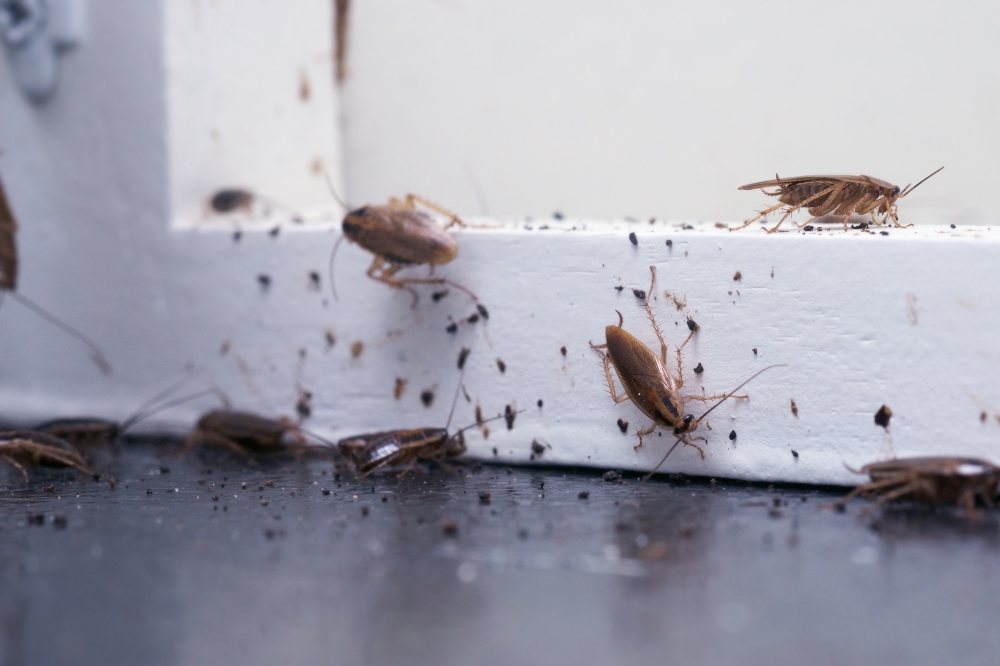 Do Roaches Cause Damage to Your House? – Understand Some Key Facts